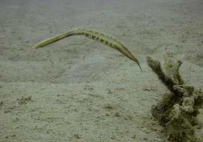 Bearded leatherjacket (Anacanthus barbatus)