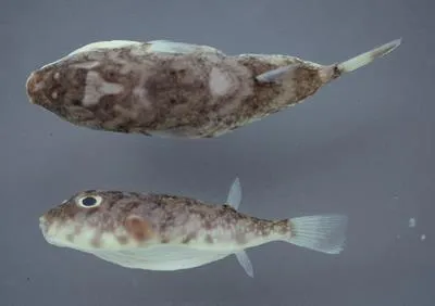 Bearded puffer (Sphoeroides tyleri)
