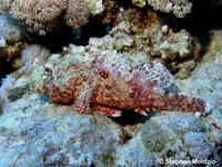 Bearded scorpionfish (Scorpaenopsis barbata)