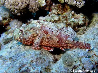 Bearded scorpionfish (Scorpaenopsis barbata)