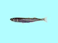 Bearded silverside (Atherion elymus)