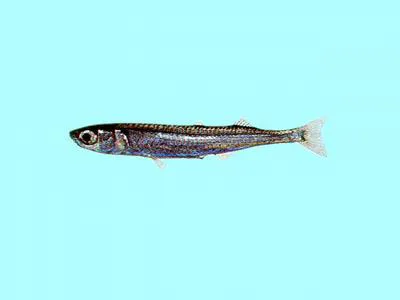 Bearded silverside (Atherion elymus)
