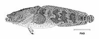 Bearded toadfish (Sanopus barbatus)