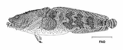 Bearded toadfish (Sanopus barbatus)