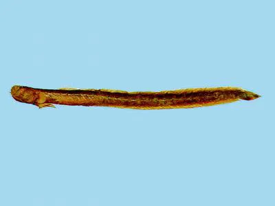 Bearded worm goby (Taenioides cirratus)