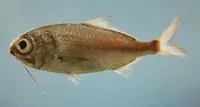 Beardfish (Polymixia lowei)