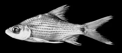 Beardless barb (Cyclocheilichthys apogon)