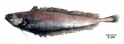 Beardless codling (Gadella imberbis)