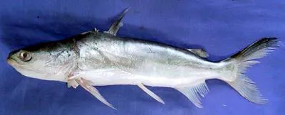 Beardless sea catfish (Batrachocephalus mino)