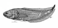 Beate's coralbrotula (Diancistrus beateae)