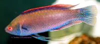 Beau?s wrasse (Cirrhilabrus beauperryi)