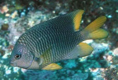 Beaubrummel (Stegastes flavilatus)