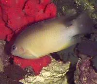 Beaugregory (Stegastes leucostictus)