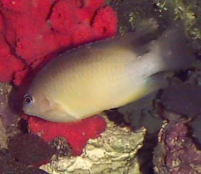 Beaugregory (Stegastes leucostictus)