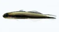 Beautiful hover goby (Parioglossus formosus)