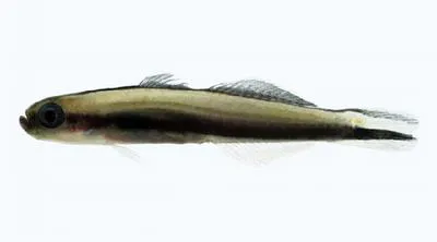 Beautiful hover goby (Parioglossus formosus)