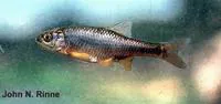 Beautiful shiner (Cyprinella formosa)