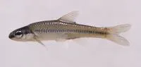 Bedrock shiner (Notropis rupestris)