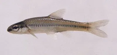 Bedrock shiner (Notropis rupestris)