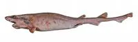 Beige catshark (Parmaturus bigus)
