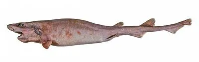 Beige catshark (Parmaturus bigus)