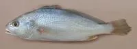 Belanger's croaker (Johnius belangerii)