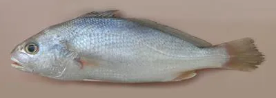 Belanger's croaker (Johnius belangerii)