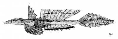 Belcher's dragonet (Callionymus belcheri)