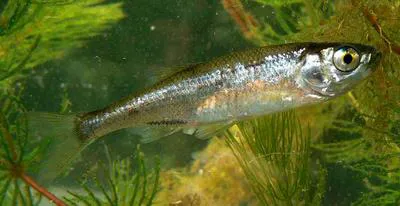 Belica (Leucaspius delineatus)