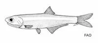 Belize anchovy (Anchoa belizensis)