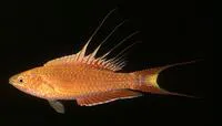 Bell's flasher (Paracheilinus bellae)