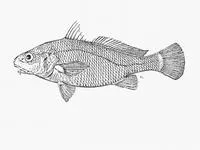 Bellfish (Johnius fuscolineatus)