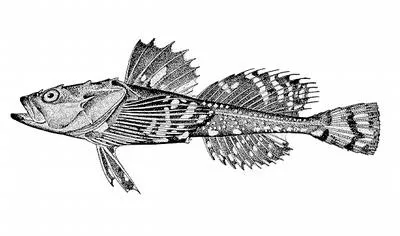 Belligerent sculpin (Megalocottus platycephalus platycephalus)