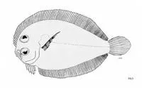 Bellona flounder (Engyprosopon bellonaensis)