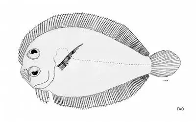 Bellona flounder (Engyprosopon bellonaensis)
