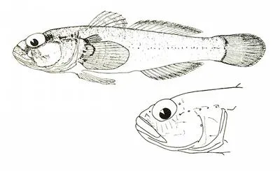 Bellotti's goby (Gobius ater)
