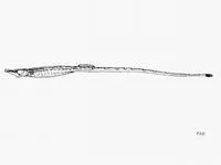 Belly pipefish (Hippichthys heptagonus)