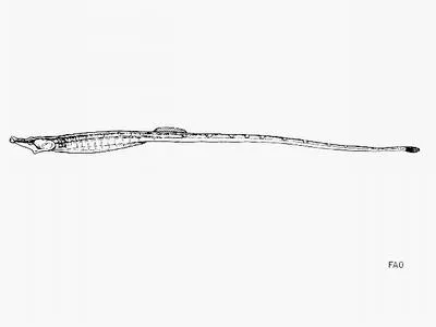 Belly pipefish (Hippichthys heptagonus)