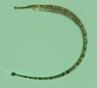 Bellybarred pipefish (Hippichthys spicifer)