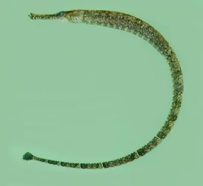 Bellybarred pipefish (Hippichthys spicifer)