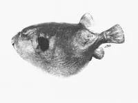 Bellystriped blaasop (Arothron inconditus)