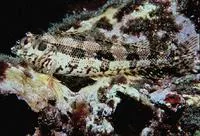 Belted blenny (Malacoctenus zonogaster)