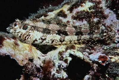 Belted blenny (Malacoctenus zonogaster)