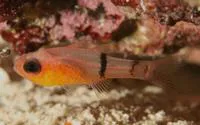 Belted cardinalfish (Apogon townsendi)