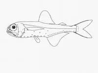 Belted lanternfish (Electrona paucirastra)