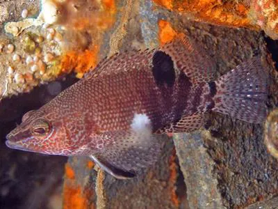 Belted sandfish (Serranus subligarius)