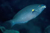 Belted wrasse (Stethojulis balteata)