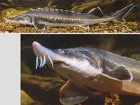 Beluga (Huso huso)