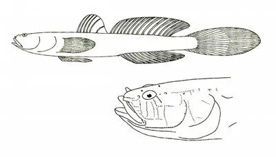 Ben-Tuvia's goby (Didogobius bentuvii)
