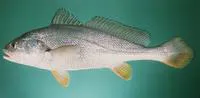 Bengal corvina (Daysciaena albida)